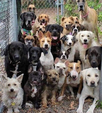 Dog Training #5 featured image for this Dog Trainer