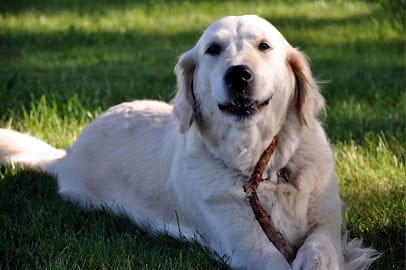 Dog Gone Good Dog Training featured image for this Dog Trainer