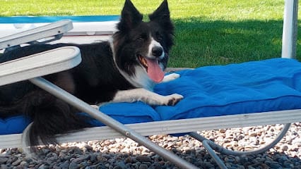 D4 Dog Agility featured image for this Dog Trainer