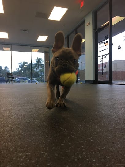 Dynamite Dog Training #2 featured image for this Dog Trainer