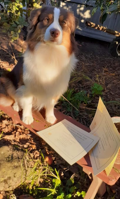 Everything Canine featured image for this Dog Trainer