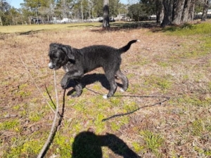 Dogtrain Inc featured image for this Dog Trainer