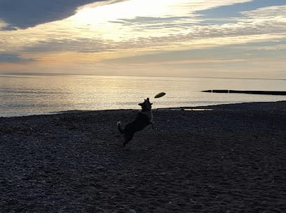 Dog’s Best Friend #2 featured image for this Dog Trainer