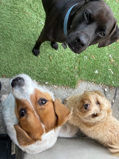 Doggie Dojo NYC featured image for this Dog Trainer