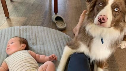 Dog Savvy featured image for this Dog Trainer