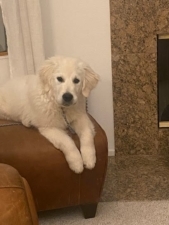 Dream Dogs featured image for this Dog Trainer