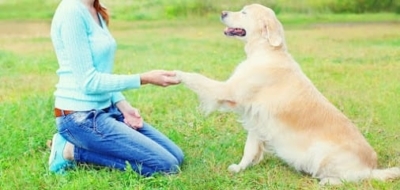 Diversity K9 Services featured image for this Dog Trainer