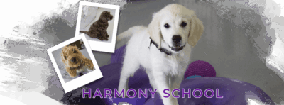 Dogs In Harmony featured image for this Dog Trainer