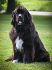 Denali Dog Obedience School featured image for this Dog Trainer