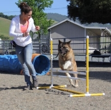 Pleasanton CA Dog Training by Dog Dynamics, Inc. featured image for this Dog Trainer