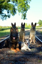 Cultured Canine Dog Training featured image for this Dog Trainer