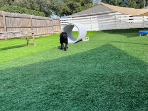 Elite Professional Dog Training featured image for this Dog Trainer