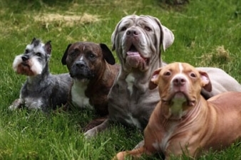 Dog Psychology and Training Center featured image for this Dog Trainer