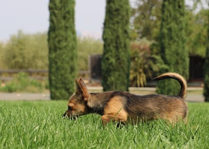 Dodgers Paws featured image for this Dog Trainer