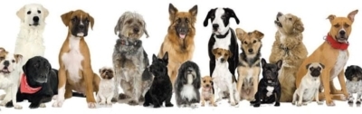 East Longmeadow Dog Obedience Training Club featured image for this Dog Trainer