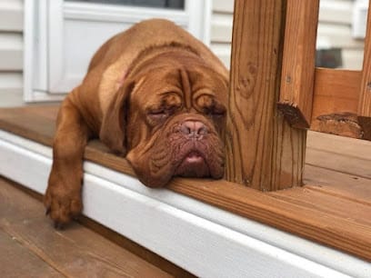Dog Obedience Training Jacksonville featured image for this Dog Trainer