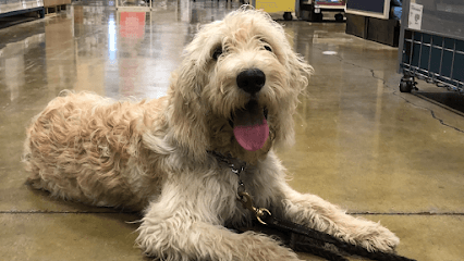 Dog Training Personalized featured image for this Dog Trainer