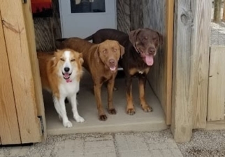 D&G’s Paw’s & Claws Snack Shack featured image for this Dog Trainer