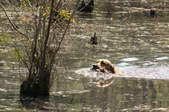 Doyle’s Farm Kennels featured image for this Dog Trainer