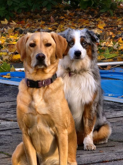 Devotions Dogs featured image for this Dog Trainer