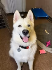 DogFather Dog Institute featured image for this Dog Trainer
