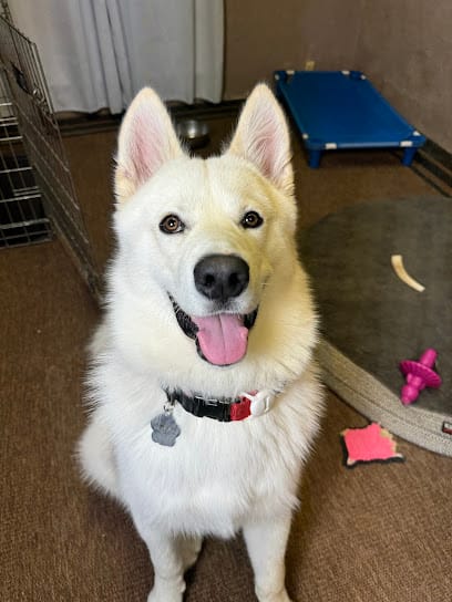 DogFather Dog Institute featured image for this Dog Trainer