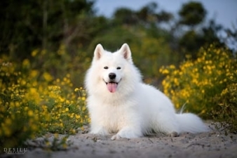 Elite Canine featured image for this Dog Trainer