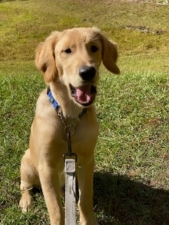 Dog Life LLC featured image for this Dog Trainer