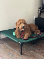 Dog Empire featured image for this Dog Trainer