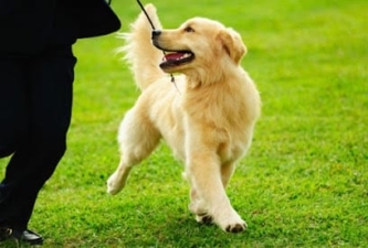 Dog’s Best Friend featured image for this Dog Trainer