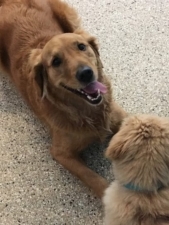 Digging Dogs Training Center, Inc. featured image for this Dog Trainer