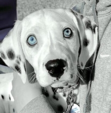 Dalmatia BnB, LLC featured image for this Dog Trainer