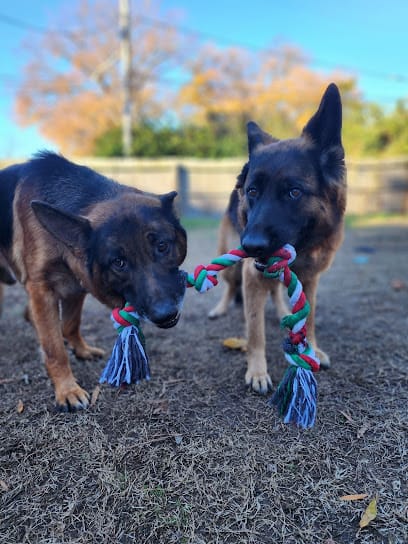 Dog King featured image for this Dog Trainer