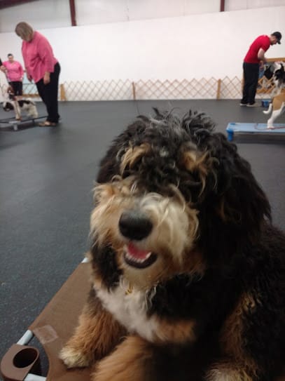 Evansville Obedience Club featured image for this Dog Trainer