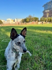 Dingo Doggies Campus featured image for this Dog Trainer