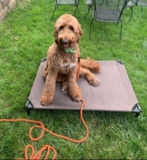 Dog Virtuoso featured image for this Dog Trainer