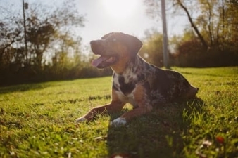 Dream Dogs Training featured image for this Dog Trainer