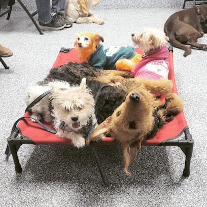 Dog 2 Dog Training featured image for this Dog Trainer