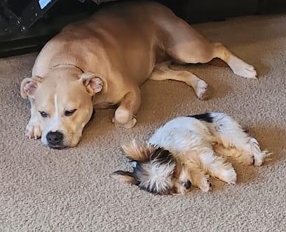 Curator K9 featured image for this Dog Trainer