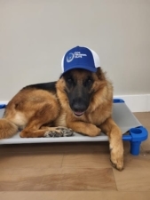 DOG TRAINING ELITE BROWARD featured image for this Dog Trainer