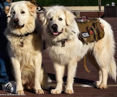 CustomK9 featured image for this Dog Trainer