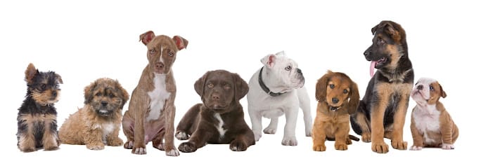 Empire of the Dog Brooklyn featured image for this Dog Trainer