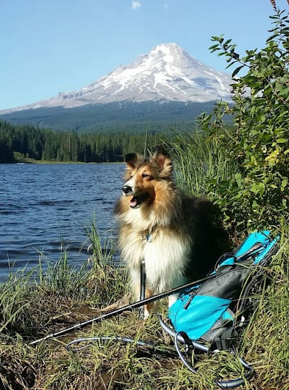 Dog Lady of Forest Grove & Hillsboro Oregon LLC featured image for this Dog Trainer