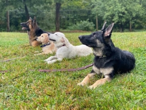 Empire State K9 Services featured image for this Dog Trainer