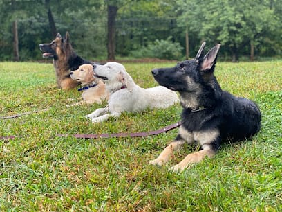 Empire State K9 Services featured image for this Dog Trainer