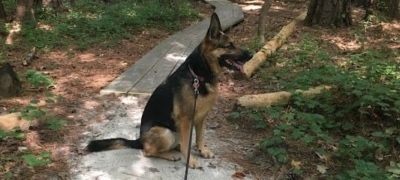 Dog Training Camp USA featured image for this Dog Trainer