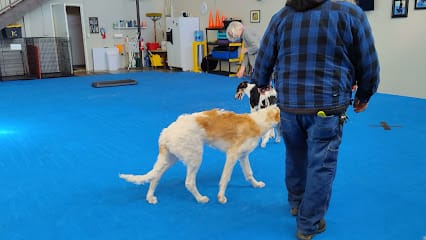 Everything Dog #2 featured image for this Dog Trainer