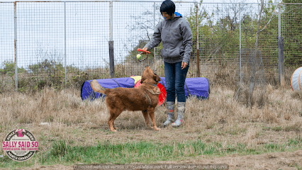 Dog Trainer Greensboro featured image for this Dog Trainer