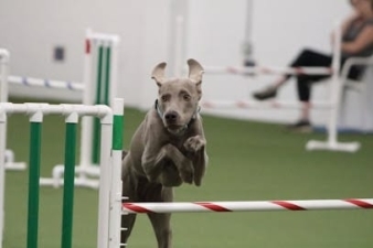 Dog Training Club of St Pete featured image for this Dog Trainer
