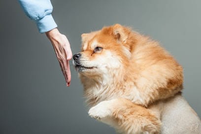 Dog Training 360 featured image for this Dog Trainer
